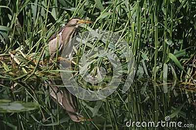 A rare Little Bittern Ixobrychus minutus hunting for food in the reeds in the UK. Stock Photo