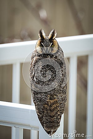 Rare Long-Eared Owl Perched In Broad Daylight Stock Photo