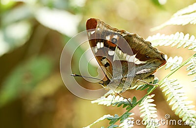 A stunning rare Male Purple Emperor Butterfly Apatura iris perching on a bracken leaf in woodland. Stock Photo
