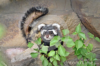 Rare Marbled polecat Vormela Stock Photo