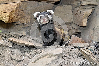 Rare Marbled polecat Vormela Stock Photo