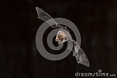 Flying Natterers bat looking down Stock Photo