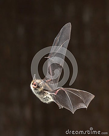 Rare Natterers bat in flight Stock Photo