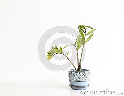 Rare new variety plant of ZZ Chameleon isolated on white background Stock Photo