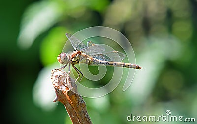 Rare Norfolk Dragonfly on twig with out of focus background alternative name Norfolk Hawker or Green Eyed Hawker. Stock Photo