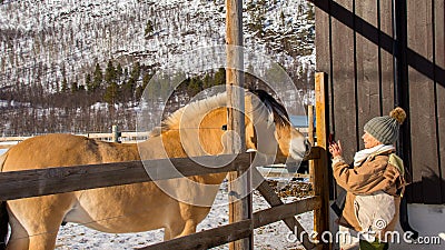 The rare Norwegian Fjord Horse Editorial Stock Photo