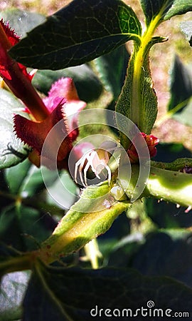 Spider and flower ... Stock Photo