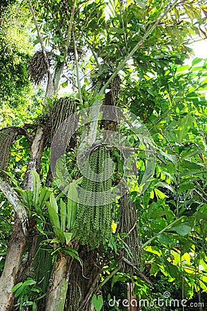 Rare palm - Arenga pinnata Stock Photo