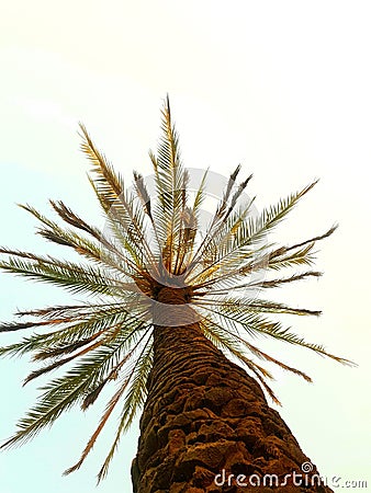 Rare palm palm is a great phlegm Lymph anose Stock Photo