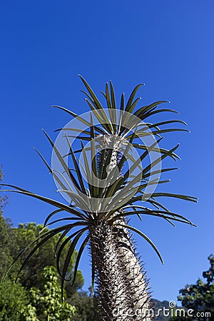 Rare palm Ischia Stock Photo