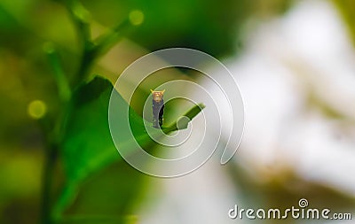 Rare photography, Caterpillar hood up to look like a snake. Macro photo of a caterpillar with black and yellow striped body. Stock Photo