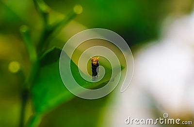 Rare photography, Caterpillar hood up to look like a snake. Macro photo of a caterpillar with black and yellow striped body. Stock Photo