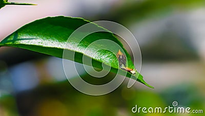 Rare photography, Caterpillar hood up to look like a snake. Macro photo of a caterpillar with black and yellow striped body. Stock Photo