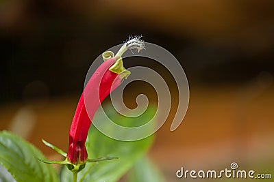 Rare plant flower of rain forest in high mountain tropical Bolivia. Macro Stock Photo