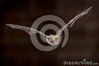 Flying pond bat Stock Photo