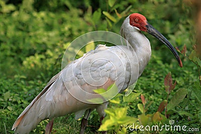 Rare and precious birds fly freely for crested ibis to return to naturewn Stock Photo