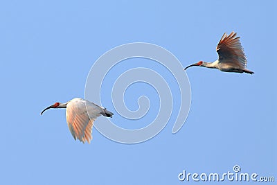 Rare and precious birds fly freely for crested ibis to return to naturewn Stock Photo