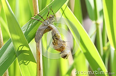A rare Downy Emerald Dragonfly Cordulia aenea emerging from its exuvium in the reeds at the edge of a pond. Stock Photo