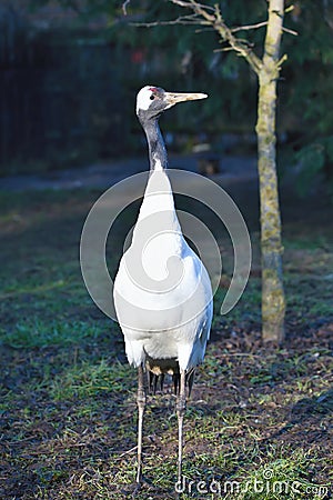 Rare Red-crowned crane,Grus japonensis, Stock Photo