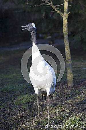 Rare Red-crowned crane,Grus japonensis, Stock Photo