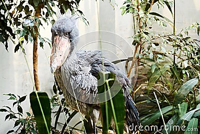 Rare Shoebill bird with a big beak in the wild green African jungles Stock Photo