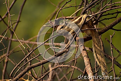 Rare shot of Indian palm squirrel or three-striped palm squirrel Stock Photo