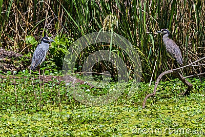 A Rare Shot of a Pair of Wild Yellow-crowned Night Heron (Nyctanassa violacea) Facing Each Other in Texas. Stock Photo