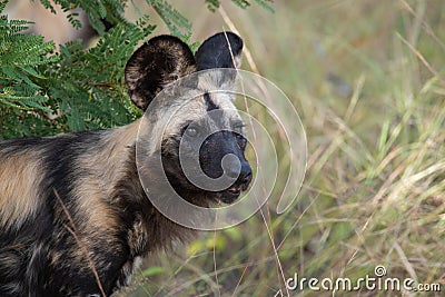 Rare shot of wild dog in Kruger park Stock Photo