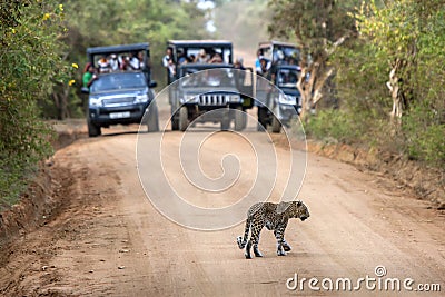 A rare sight as a leopard crosses a dirt road within Yala National Park in Sri Lanka. Stock Photo
