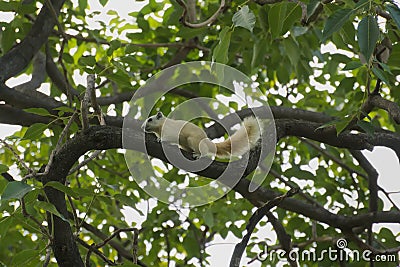 A rare sight of a young white squirrel, scampering along a high branch, in search for food. Stock Photo