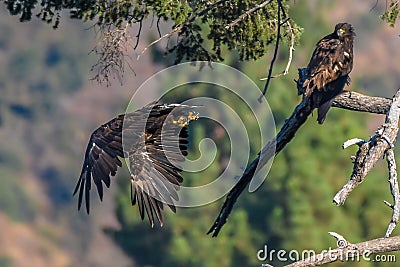 Rare Sighting American Bald Eagle in Southern California Series Stock Photo