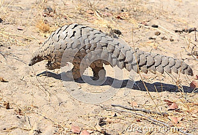 A Rare sighting of a wild Pangolin which is scurrying across the dry ground in Hwange National Park Stock Photo