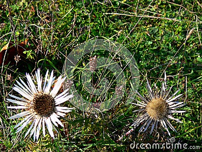 Rare silver thistles in the meadow Stock Photo