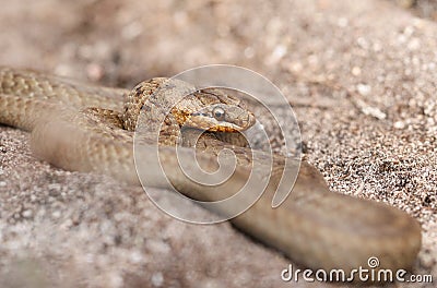 A rare Smooth Snake, Coronella austriaca, coiled up in heathland in the UK. Stock Photo