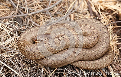 A rare Smooth Snake Coronella austriaca coiled up in the undergrowth. Stock Photo