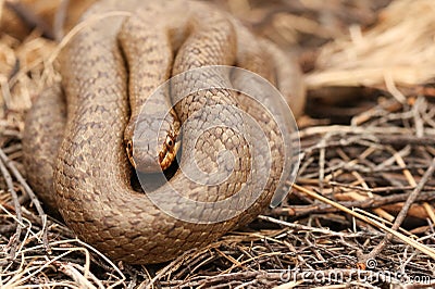 A rare Smooth Snake Coronella austriaca coiled up in the undergrowth. Stock Photo