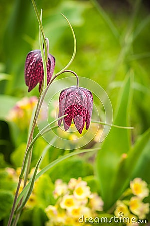 Rare spring flowers of hazel grouse in the Moscow region garden Stock Photo