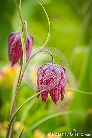 Rare spring flowers of hazel grouse in the Moscow region garden Stock Photo