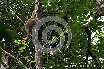 Rare Sulawesi bear cuscus Ailurops ursinus in a tree in Tangkoko National Park, North Sulawesi. Stock Photo