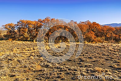 A rare tree of turanga in the desert steppe Stock Photo