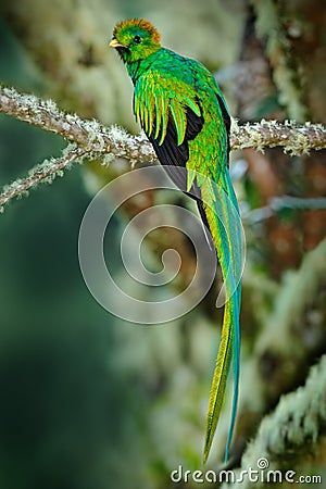 Rare tropic bird from mountain cloud forest. Resplendent Quetzal, Pharomachrus mocinno, magnificent sacred green bird with very lo Stock Photo