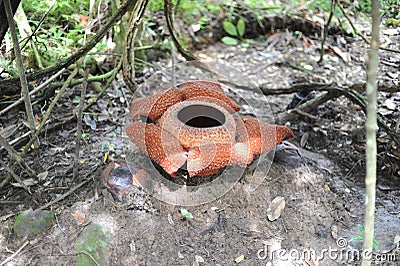 Rare tropical giant flower rafflesia arnoldii in full bloom in Borneo island rainforest mountains Stock Photo