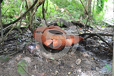 Rare tropical giant flower rafflesia arnoldii in full bloom in Borneo island rainforest mountains Stock Photo