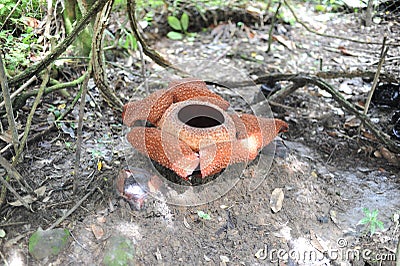 Rare tropical giant flower rafflesia arnoldii in full bloom in Borneo island rainforest mountains Stock Photo