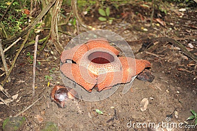 Rare tropical giant flower rafflesia arnoldii in full bloom in Borneo island rainforest mountains Stock Photo