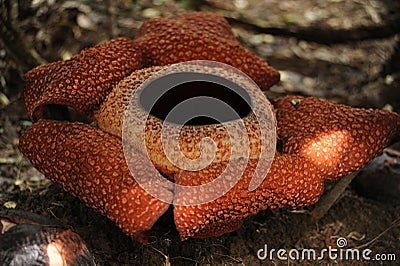 Rare tropical giant flower rafflesia arnoldii in full bloom in Borneo island rainforest mountains Stock Photo