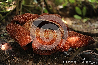 Rare tropical giant flower rafflesia arnoldii in full bloom in Borneo island rainforest mountains Stock Photo