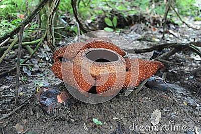 Rare tropical giant flower rafflesia arnoldii in full bloom in Borneo island rainforest mountains Stock Photo