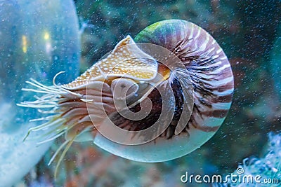 Rare tropical marine life portrait of a nautilus cephalopod a living shell fossil underwater sea animal Stock Photo