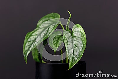 Rare tropical `Monstera Siltepecana` house plant in small black flower pot on black background Stock Photo